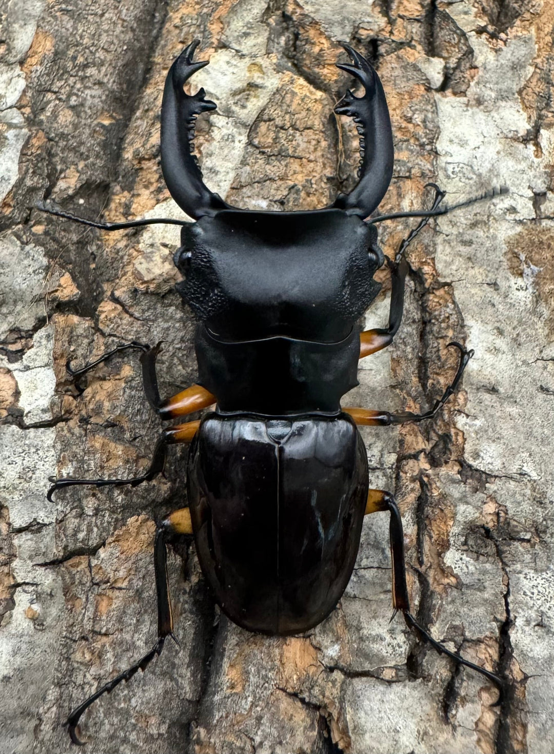 【WD】新産地《インペリアリスツヤ亜種komorii ロハス産 63mm ペア》