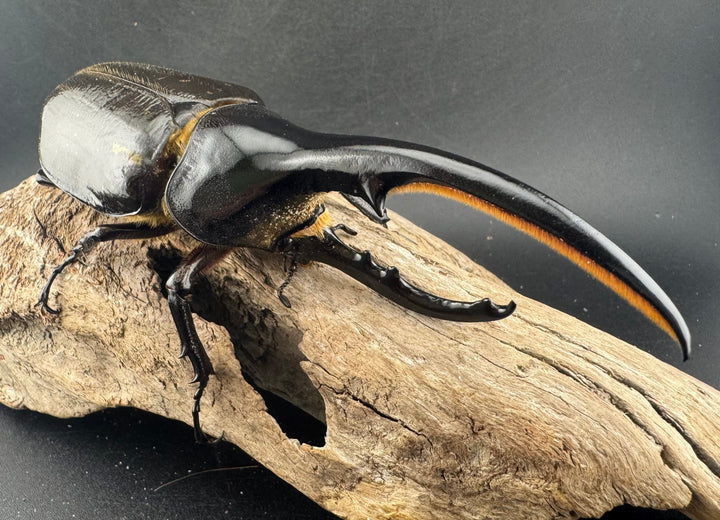 《ヘラクレス・ヘラクレス 135mm ペア》