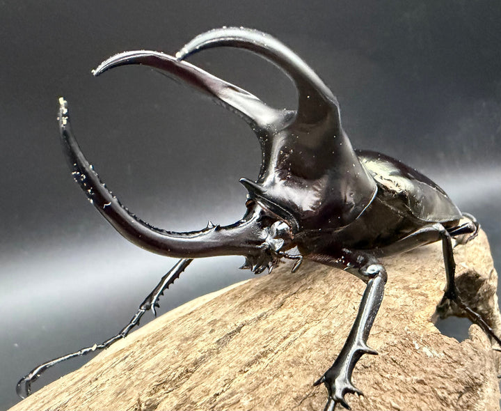 【WD】《モーレンカンプオオカブト 95mm ペア》