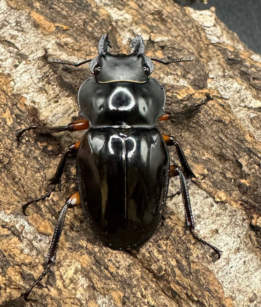 【WD】《インペリアリスツヤ亜種komorii 68mm ペア》