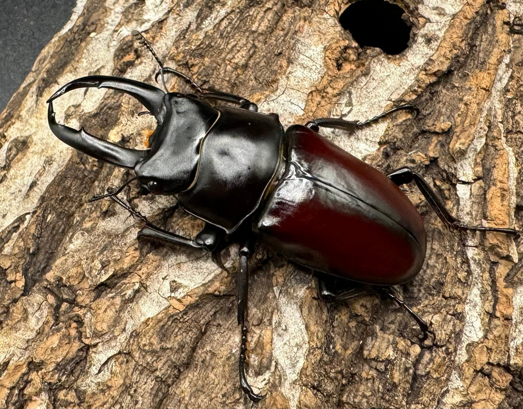 【WD】《チベット産 ドンキエルコクワ原名亜種 57mm ♀B品ペア》