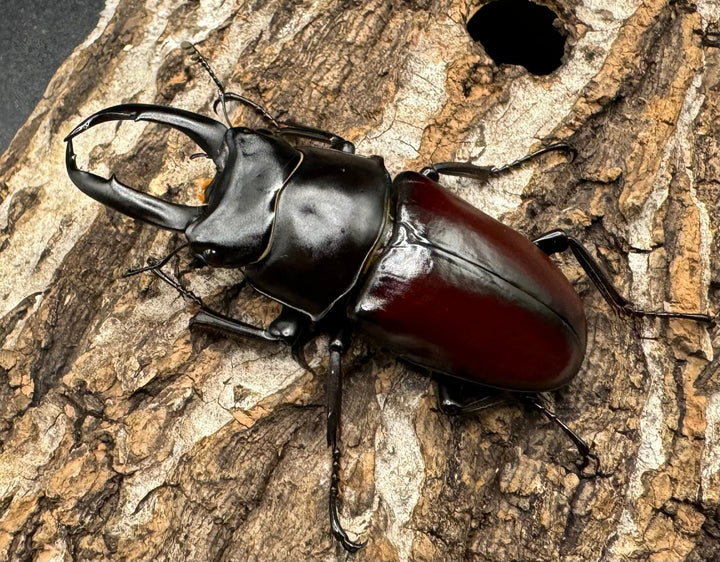 【WD】《チベット産 ドンキエルコクワ原名亜種 57mm ♀B品ペア》