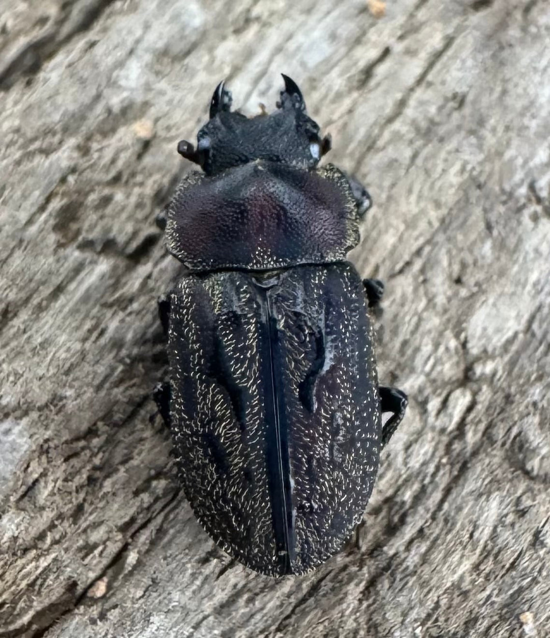 《ペルークワガタ Free ペア》②