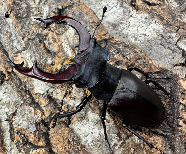 《ヨーロッパミヤマ（ケルブスミヤマ） 62mm ペア》