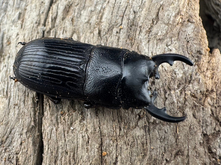 【WD】《フィリピンネブト原名亜種 25mm ペア》