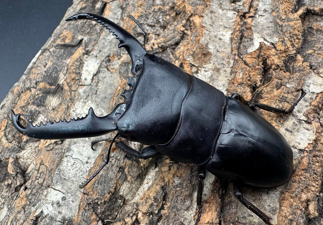 《パラワンオオヒラタクワガタ 93.1mm B品ペア》