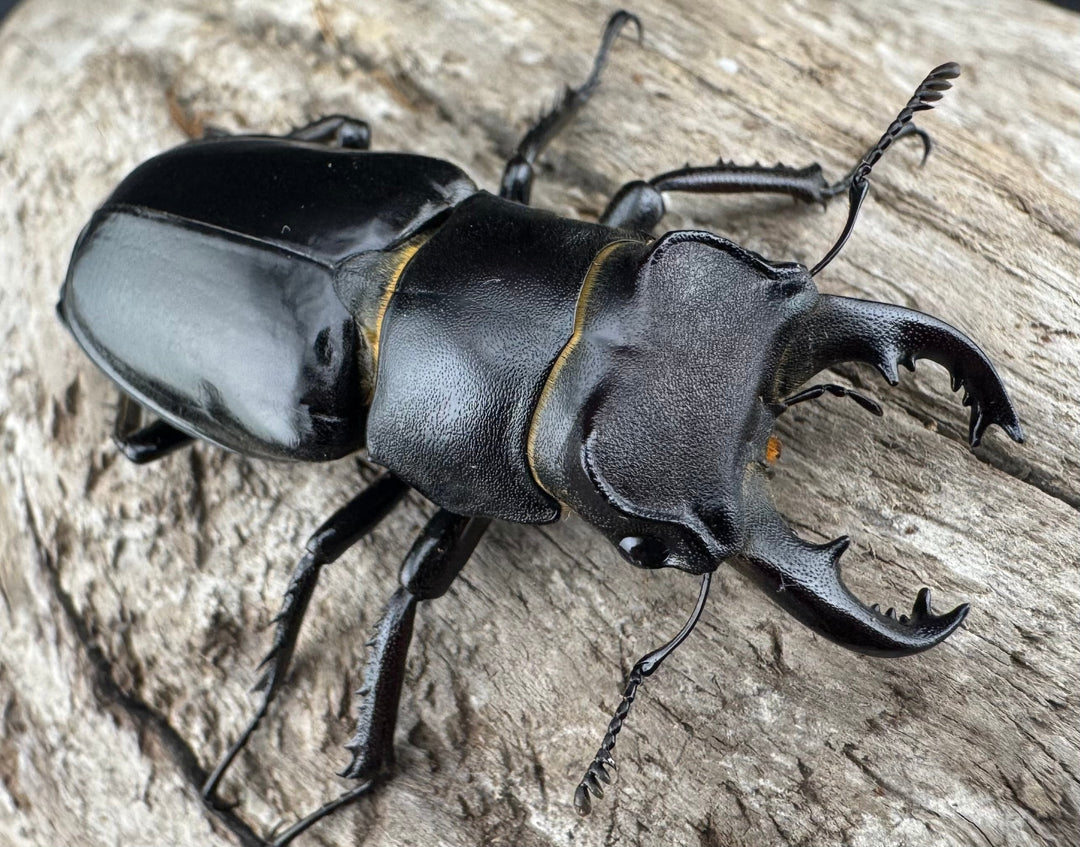 【WF1】《クリイロミヤマ 秀林郷産 44.5mm ペア》