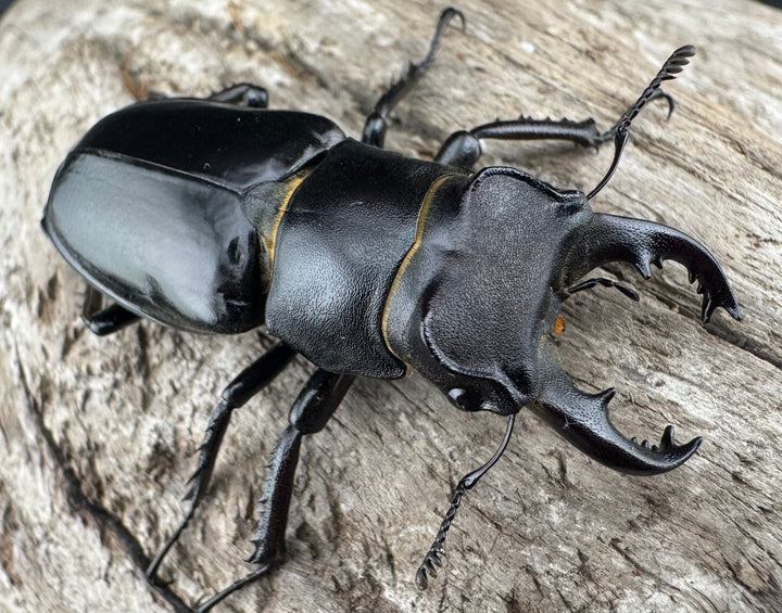 【WF1】《クリイロミヤマ 秀林郷産 44.5mm ペア》