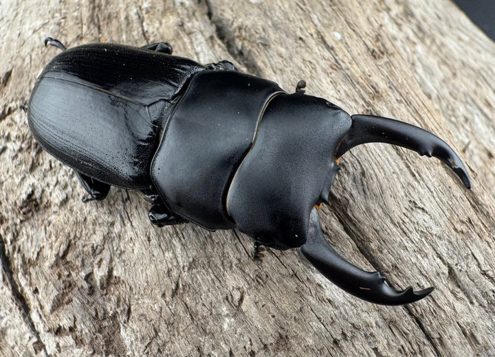 【WD】《ドルクス ティティウス チベット産 44mm ペア》