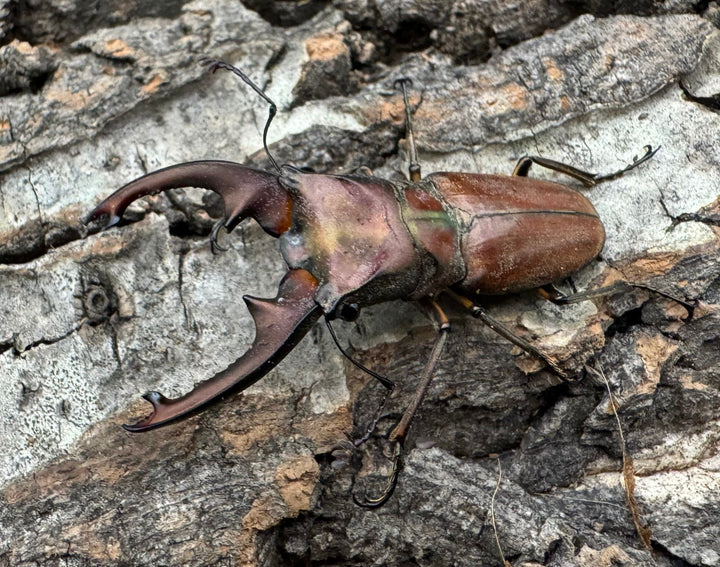 【WD】《ズベールホソアカ ミンダナオ産 46.5mm A'品ペア》