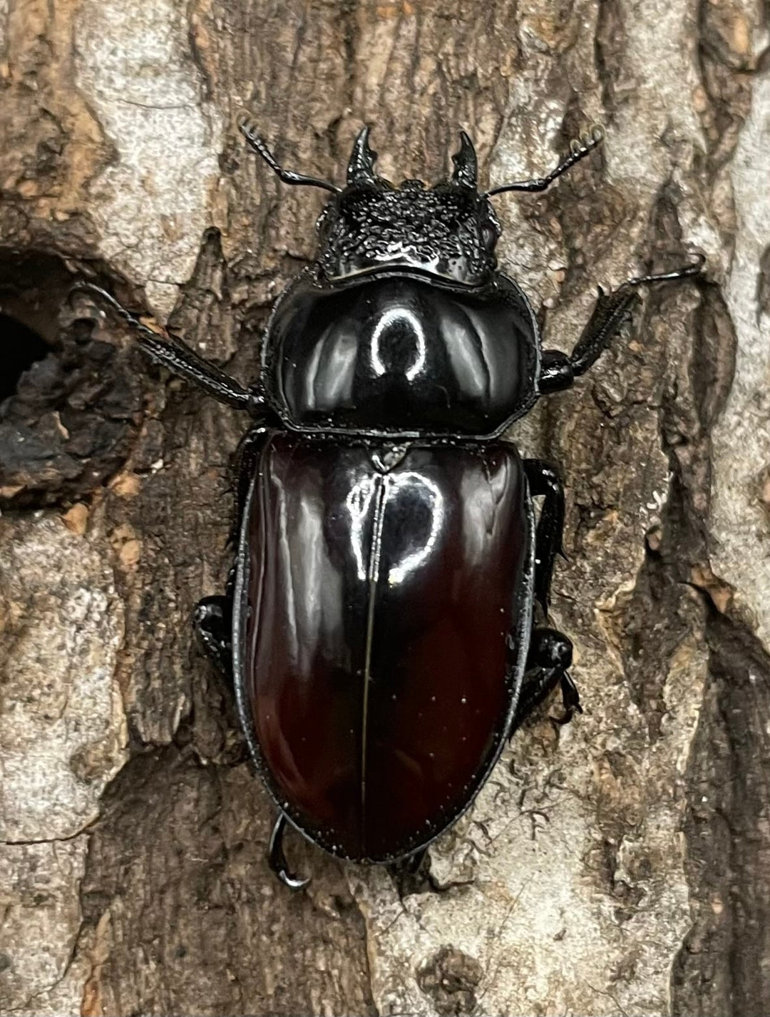 【WD】《オーベルチュールクロツヤシカクワガタ 42mm ペア》