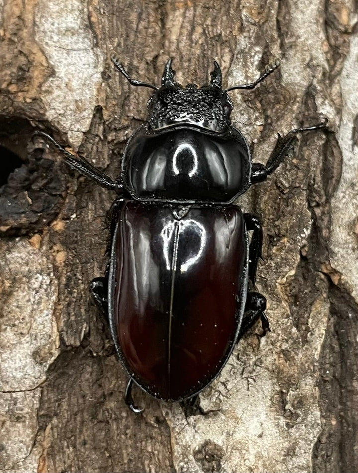 【WD】《オーベルチュールクロツヤシカクワガタ 42mm ペア》