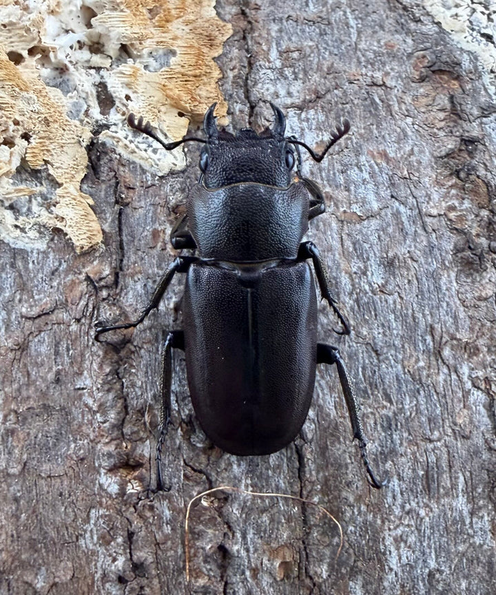 《メタリフェルホソアカ亜種フィナエ パープル系 60mm ペア》