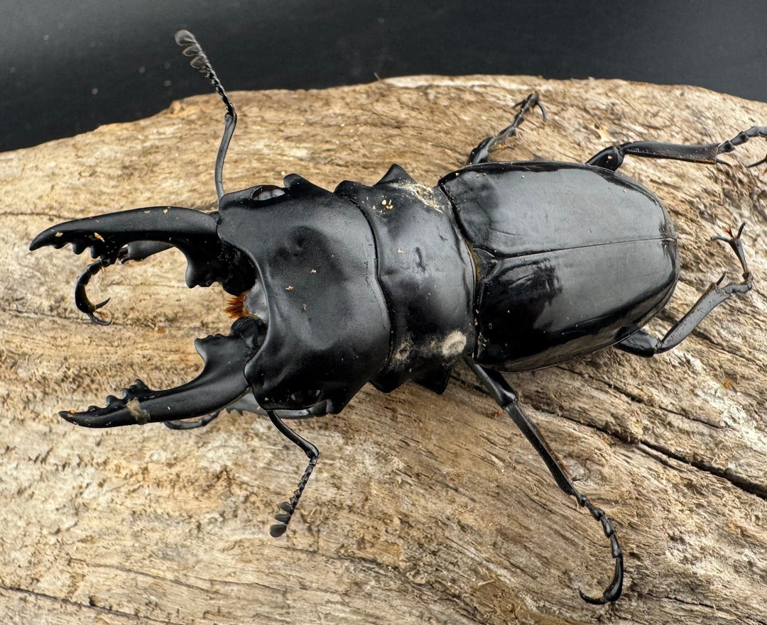 【WD】《ルディカツヤクワガタ 71.5mm B品ペア》