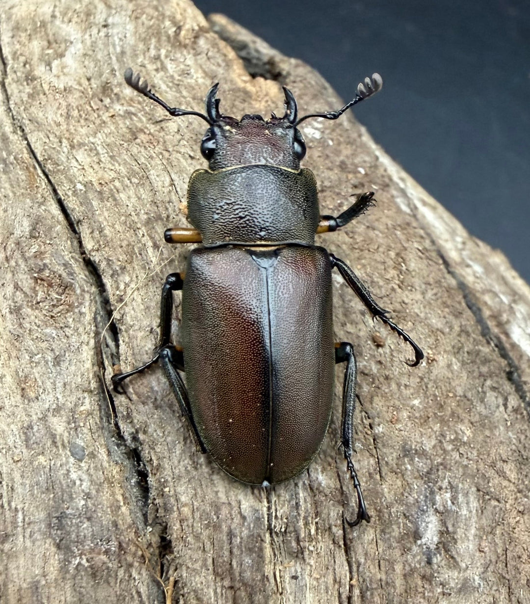 《メタリフェルホソアカ亜種サンギレンシス 72.5mm ペア》