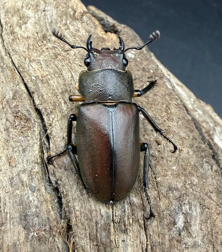 《メタリフェルホソアカ亜種サンギレンシス 72.5mm ペア》