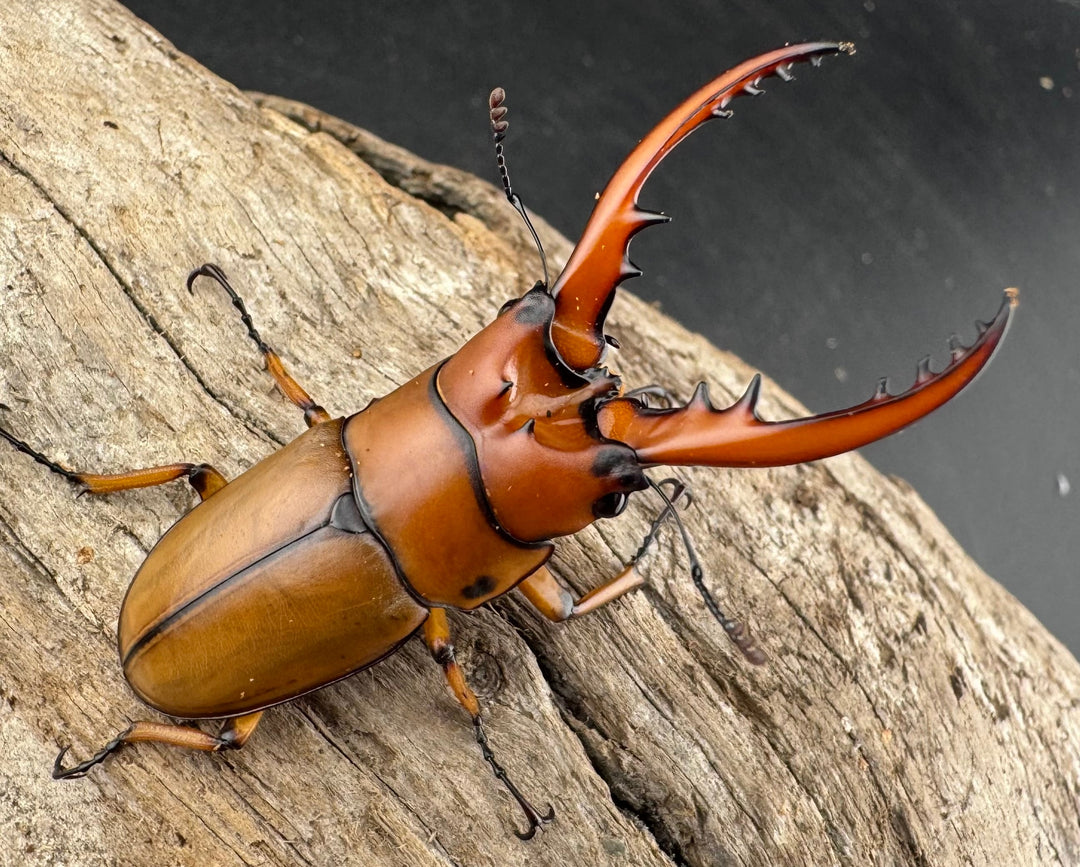 《カスタネウスノコギリ ヒマラヤ東部亜種 49.5mm ペア》