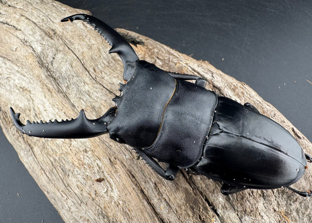 【WD】《パラワンオオヒラタ 95mm ペア》