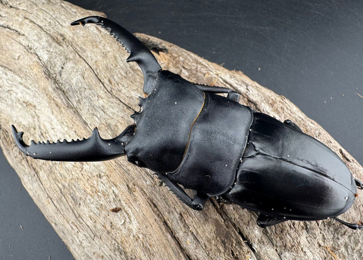 【WD】《パラワンオオヒラタ 95mm ペア》