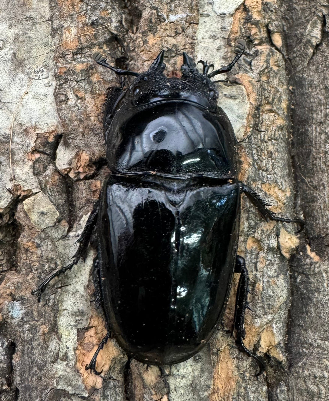 《タランドゥスオオツヤクワガタ 76.5mm ペア》