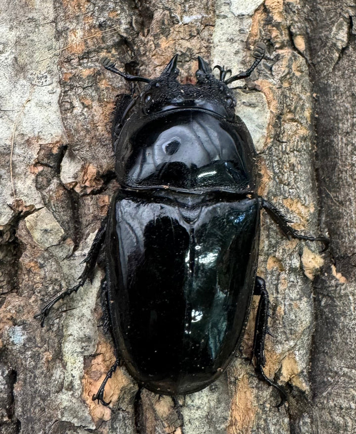 《タランドゥスオオツヤクワガタ 76.5mm ペア》