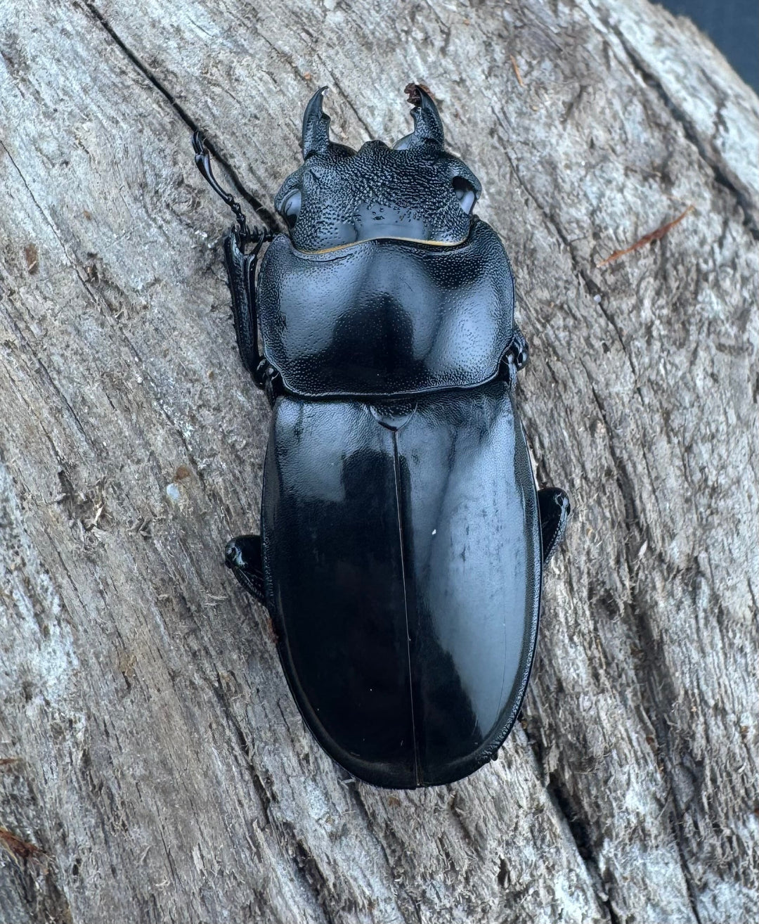 【WD】《マンディブラリスフタマタ 95mm A ’品ペア》