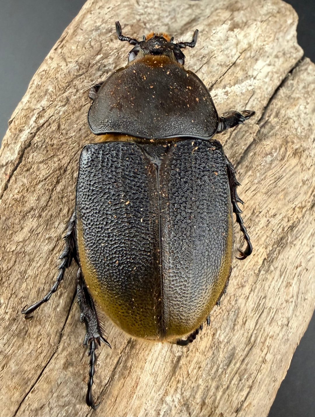 《 ヘラクレス・モリシマイ 107.5mm ペア》