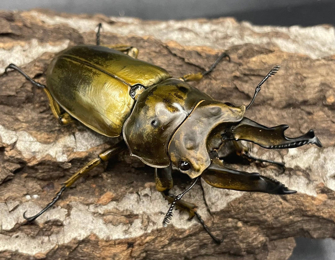 《ババオウゴンオニクワガタ 74.6mm ペア》