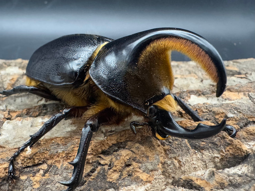 《サタンオオカブト 75mm ペア》