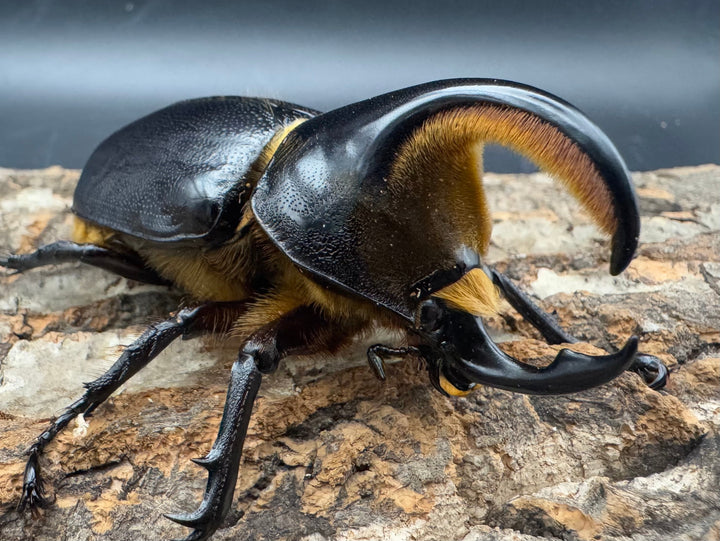 《サタンオオカブト 75mm ペア》