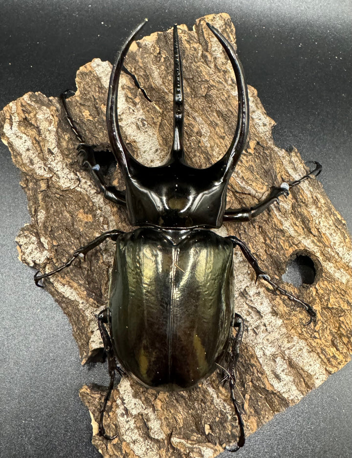 【WD】《タイリクコーカサスオオカブト タイ産 108mm ペア》