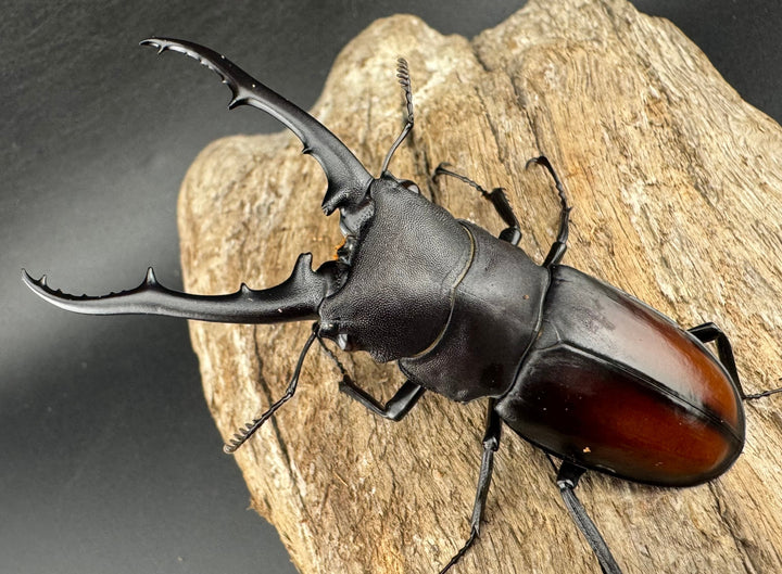 【WD】《ツカモトフタマタ 78mm ペア》