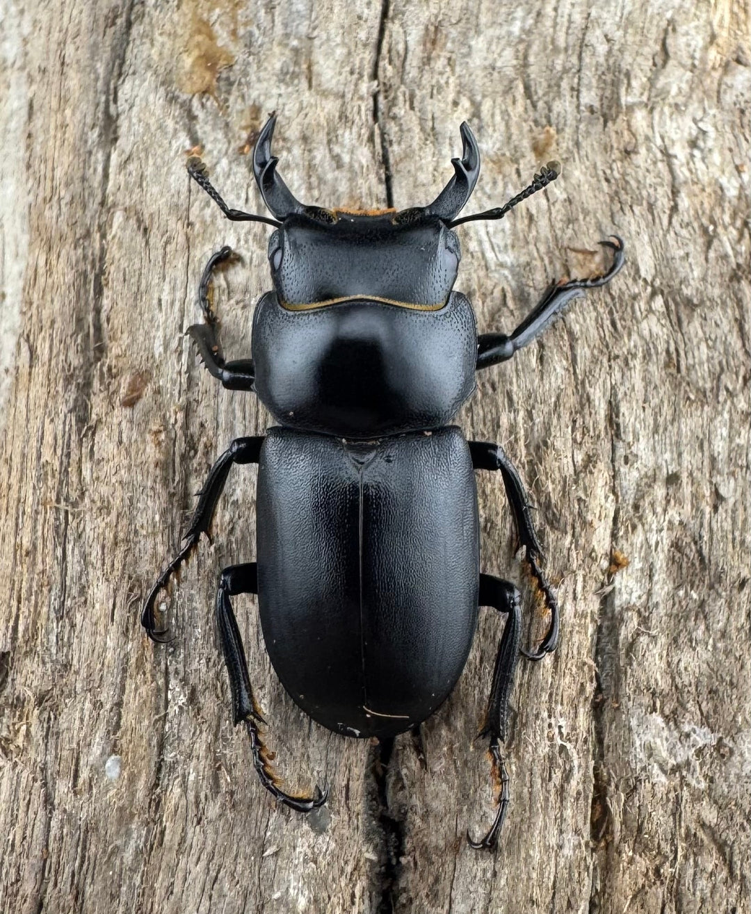 【WD】《ダビディスコクワガタ 24mm ペア》