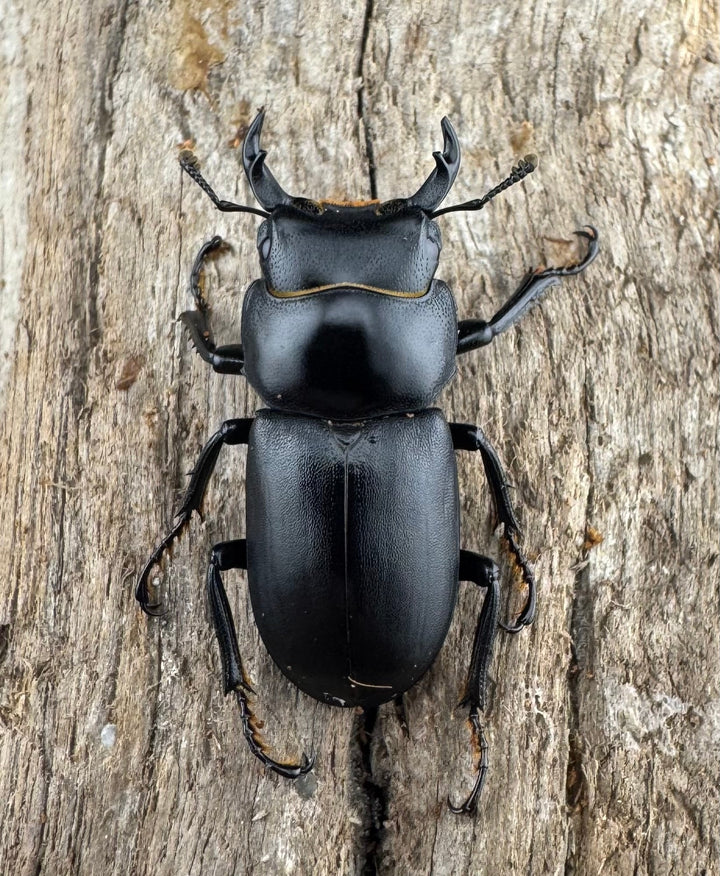 【WD】《ダビディスコクワガタ 24mm ペア》