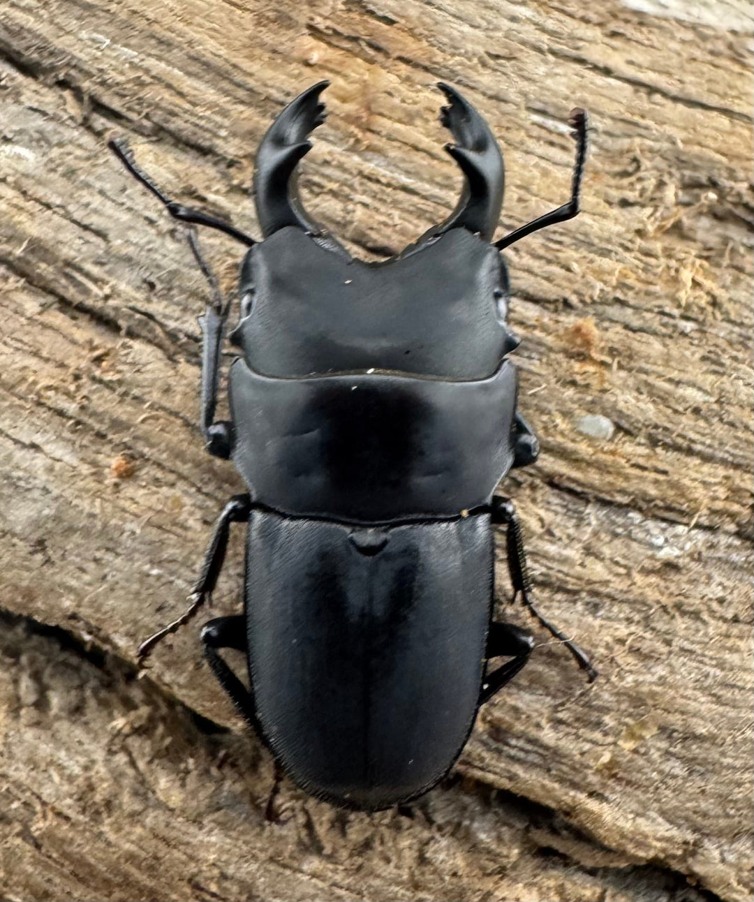 【WF3】《メタドルクス ロトゥンダトゥス 19.5mm ペア》