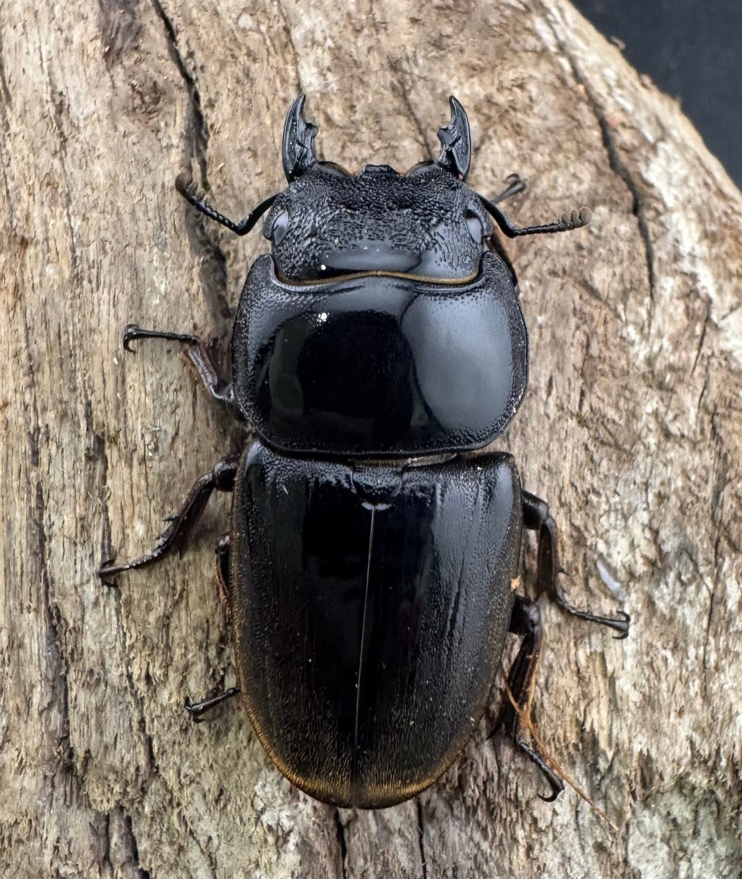 【WF4】《ダイオウヒラタ 東ジャワ産 79mm ペア》