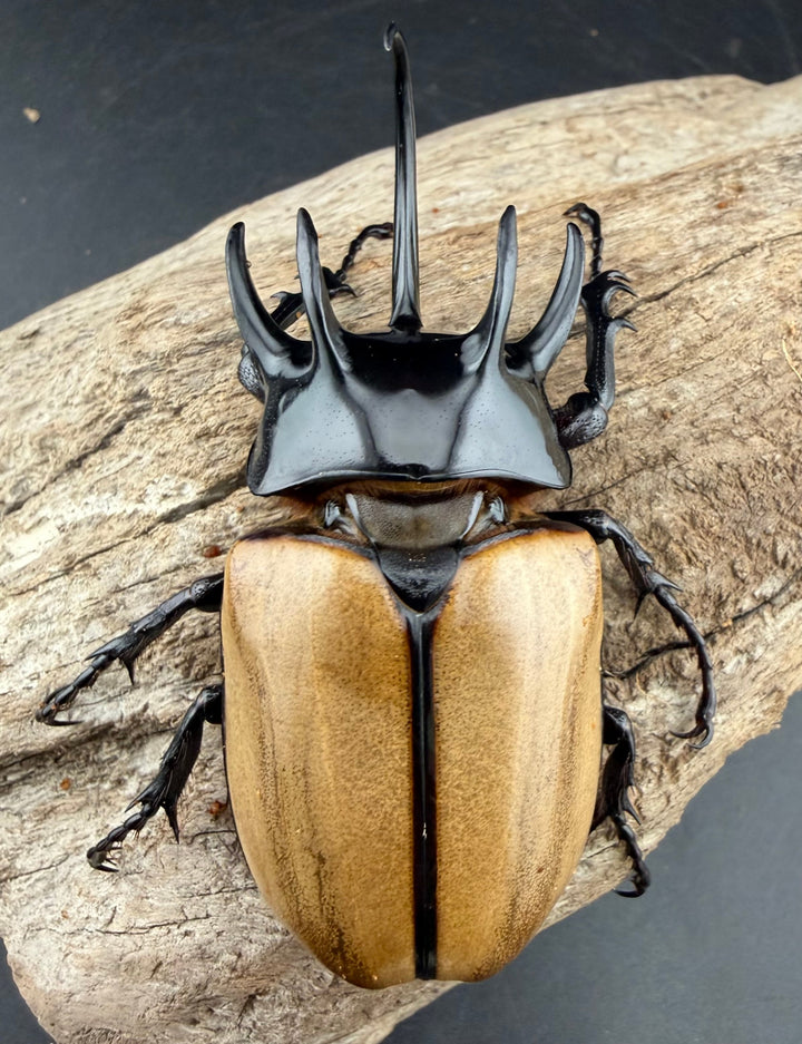 【WD】《ゴホンツノカブト原名亜種 タイ産 83mm ペア》