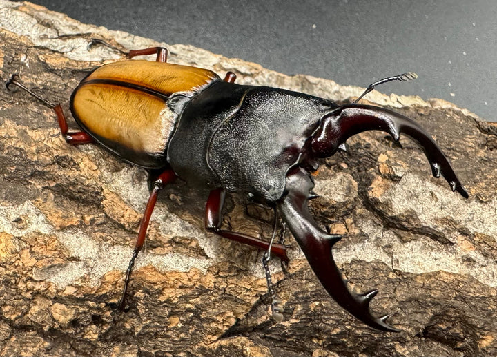 《ウムハンギノコギリ 66mm ♂単》