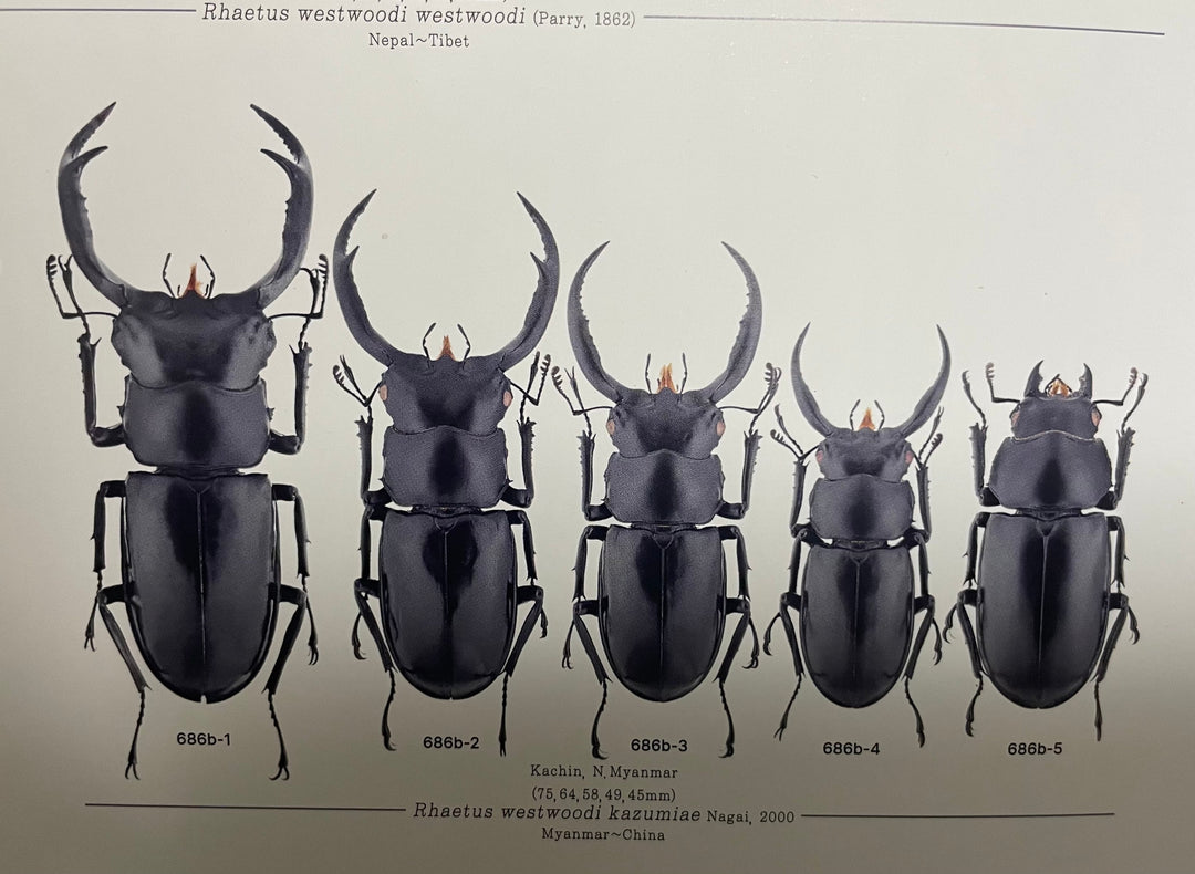 【WD】《ウエストウッディ亜種カズミアエ 雲南省産 73mm ペア》