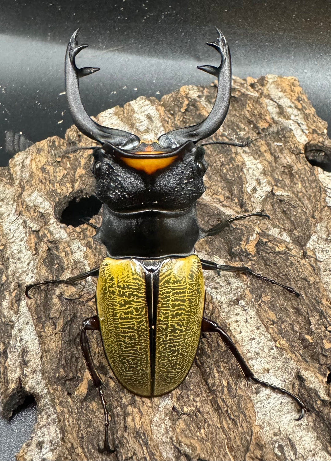 【WD】《スペクタビリスツヤクワガタ 76.5mm ペア》