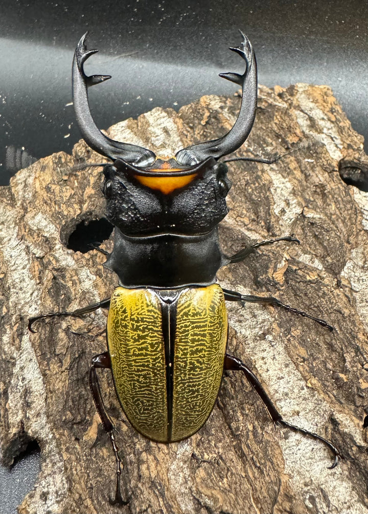 【WD】《スペクタビリスツヤクワガタ 76.5mm ペア》