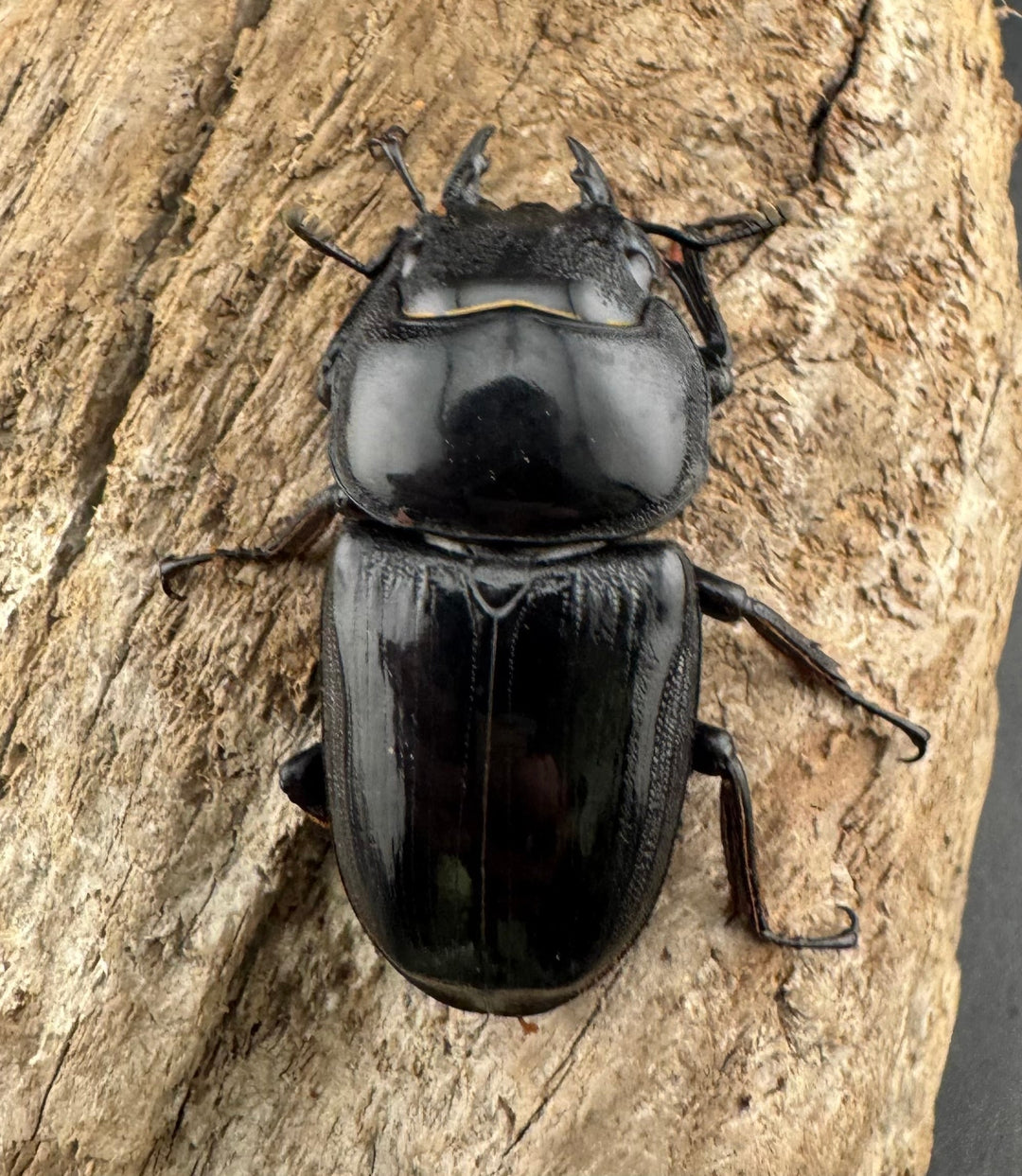 《インドグランディス亜種moriyai Garda93.3血統 73mm ペア》