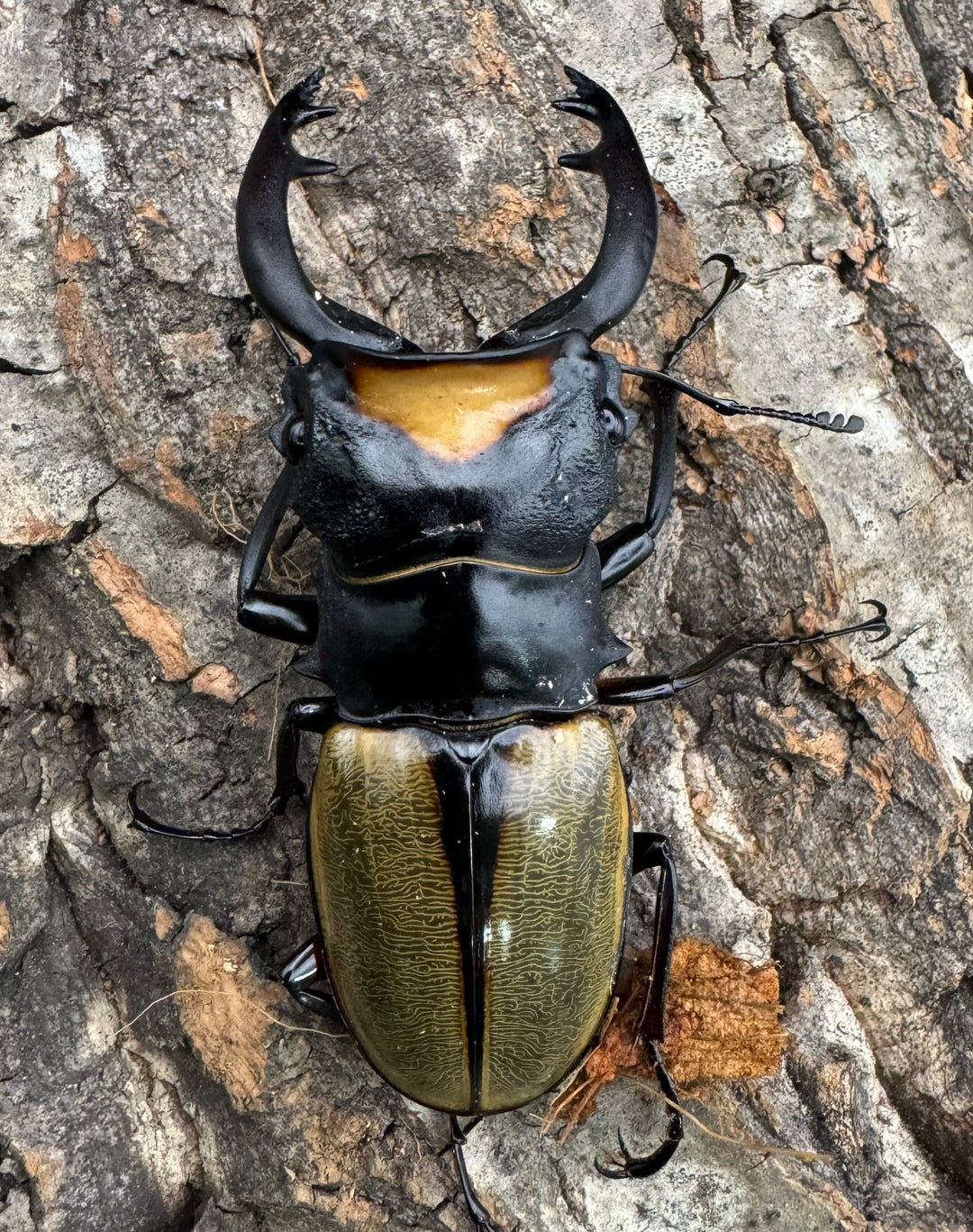 【WD】《ラコダールツヤクワガタ 76mm ペア》