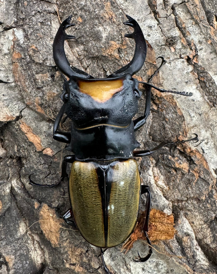 【WD】《ラコダールツヤクワガタ 76mm ペア》