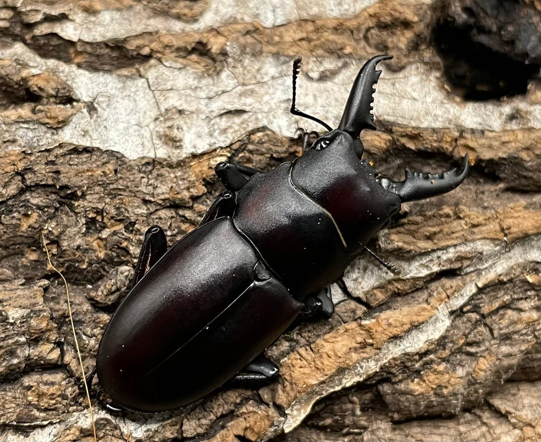 【WD】《ゲルツルードノコギリ 37mm ペア》