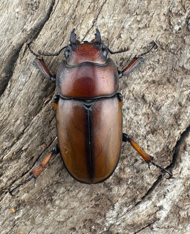 【WD】《アスタコイデスノコギリ 西ジャワ産 63mm ペア》