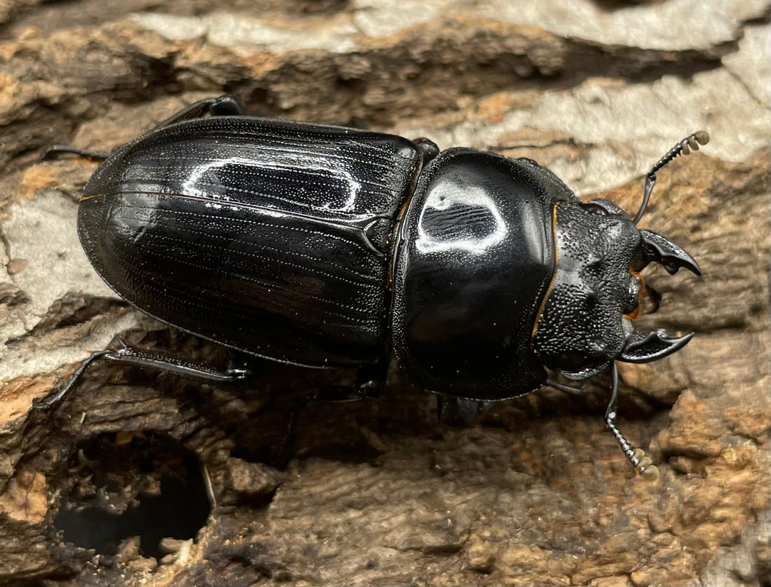 《ホペイオオクワガタ SL血統 73mm ペア》