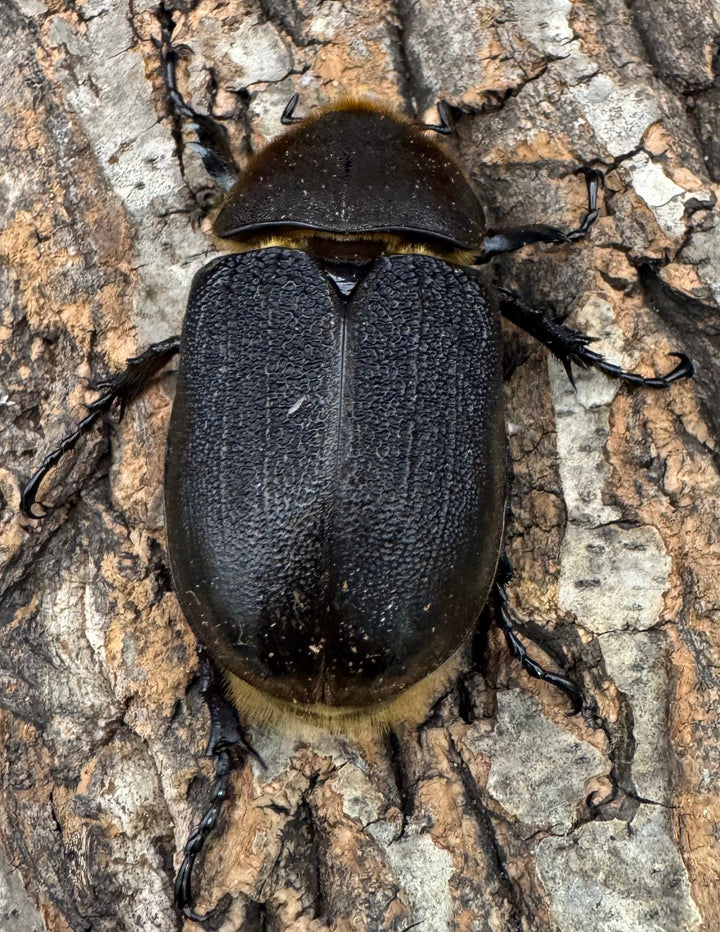 《ヘラクレス・ヘラクレス 143mm ペア》