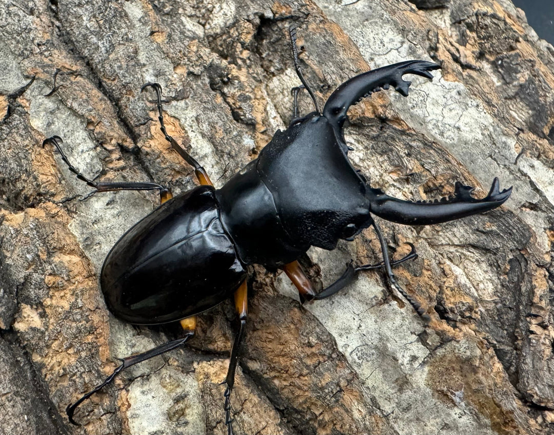 【WD】新産地《インペリアリスツヤ亜種komorii ロハス産 62.5mm ペア》