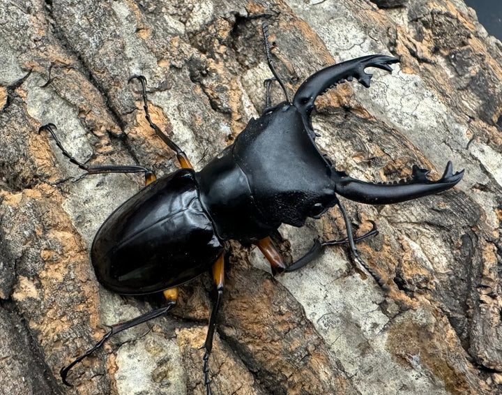 【WD】新産地《インペリアリスツヤ亜種komorii ロハス産 62.5mm ペア》